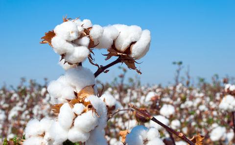 Develop organic cotton products