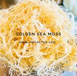 Wildcrafted Golden Sea Moss Gel